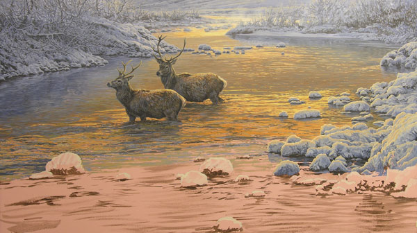Oil painting of red deer stags crossing a river.